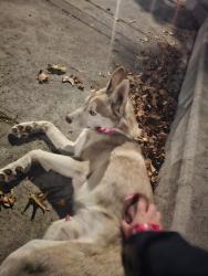 Found/Stray Male Dog last seen 88th and Custer., Lakewood, WA 98499