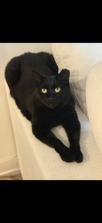 Lost Female Cat last seen Platt and Morgan road, Carpenter, MI 48108