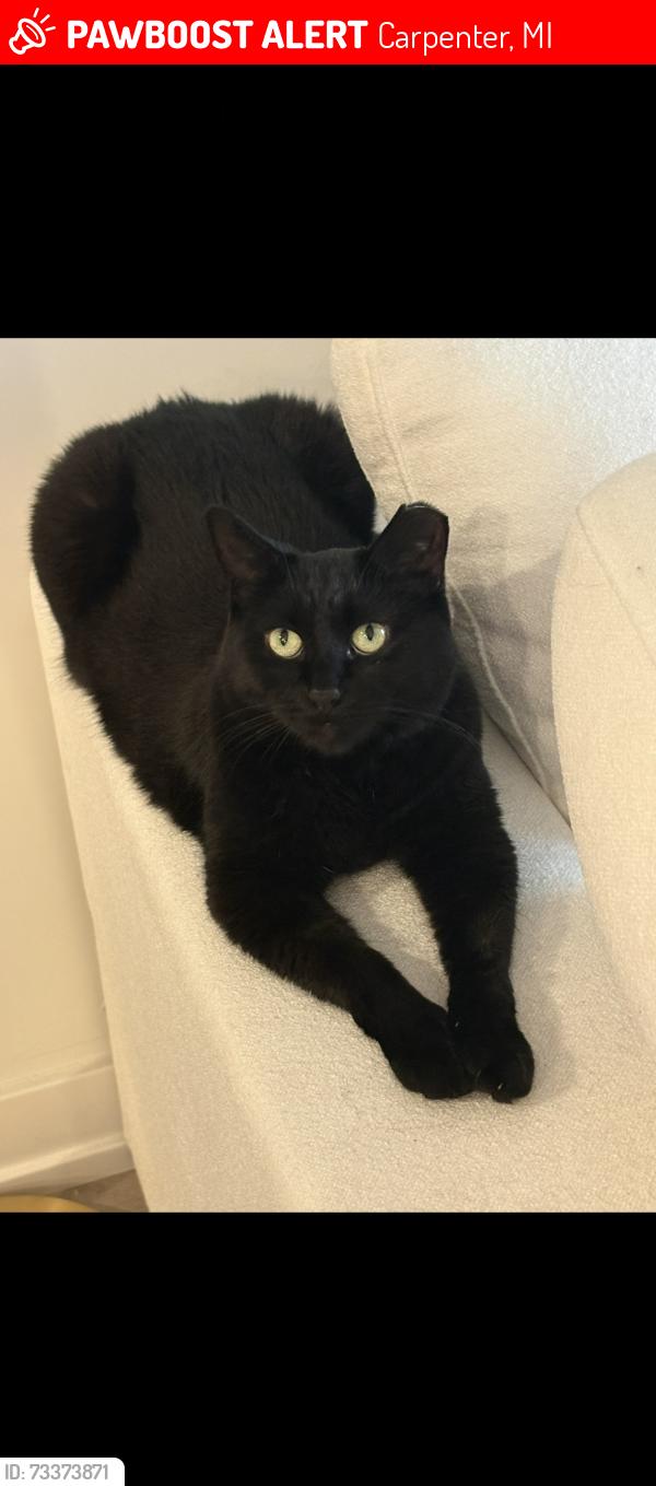 Lost Female Cat last seen Platt and Morgan road, Carpenter, MI 48108