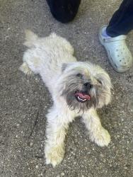 Reunited Male Dog last seen Near Shadyside Rd, Baltimore, MD 21218, Baltimore, MD 21218