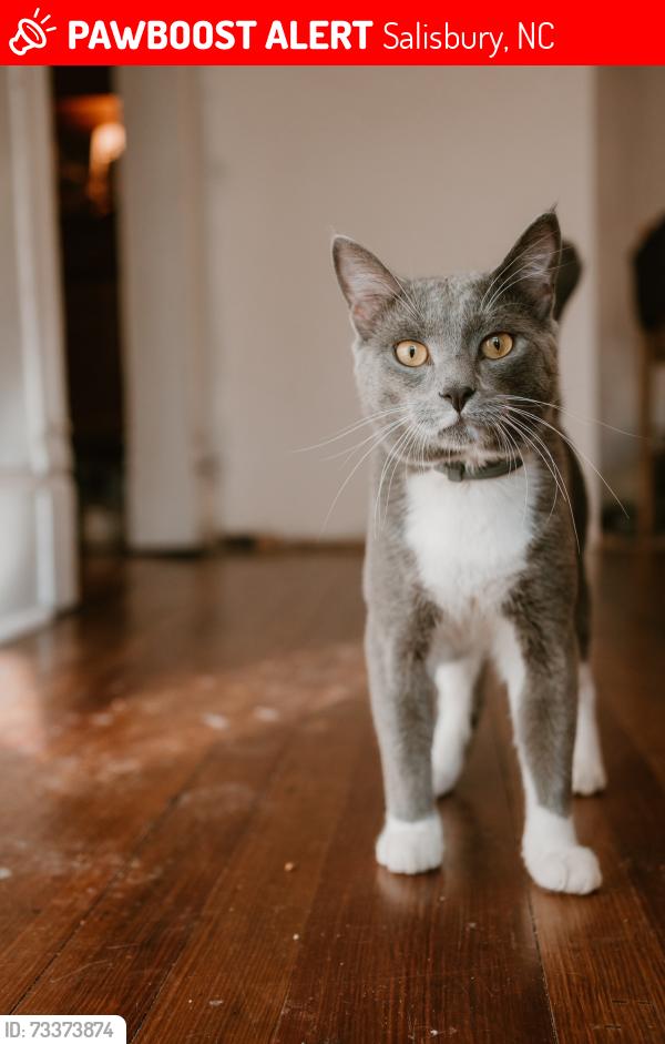 Lost Male Cat last seen Corner of Fulton and Wiley, Salisbury, NC 28144