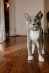 Lost Male Cat last seen Corner of Fulton and Wiley, Salisbury, NC 28144