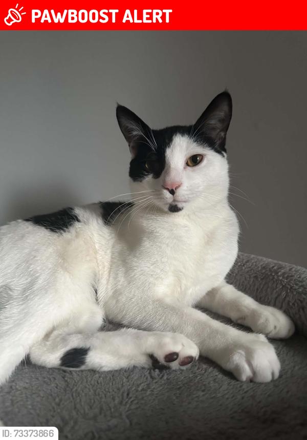 Lost Male Cat last seen St Francis Road Erith DA81AS, Greater London, England 