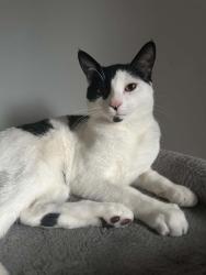 Lost Male Cat last seen St Francis Road Erith DA81AS, Greater London, England 