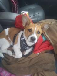 Reunited Male Dog last seen Beaver merrimon, Asheville, NC 28804
