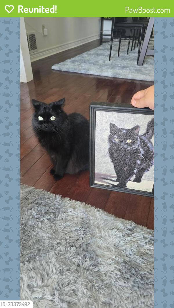 Reunited Female Cat last seen Near Topham Crescent, Richmond Hill, ON L4C 9H1, Canada, Richmond Hill, ON L4C 9H1