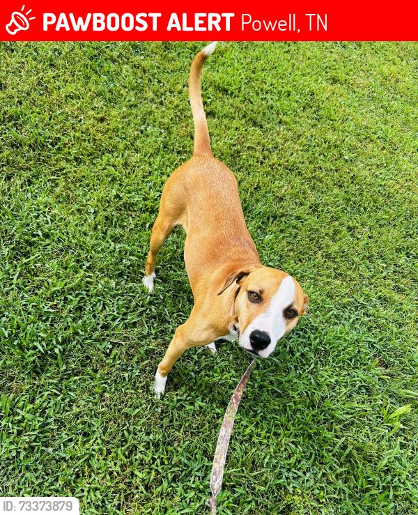 Lost Female Dog last seen KFC parking lot, Powell, TN 37849