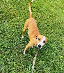 Lost Female Dog last seen KFC parking lot, Powell, TN 37849