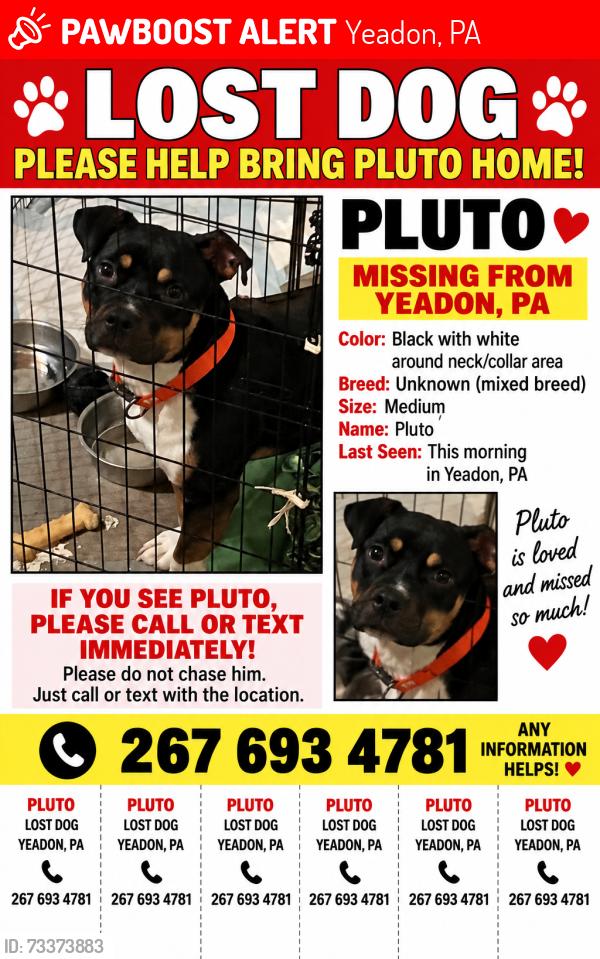 Lost Male Dog last seen bell avenue and MCDADE BOULEVARD, Yeadon, PA 19050