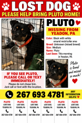 Lost Male Dog last seen bell avenue and MCDADE BOULEVARD, Yeadon, PA 19050