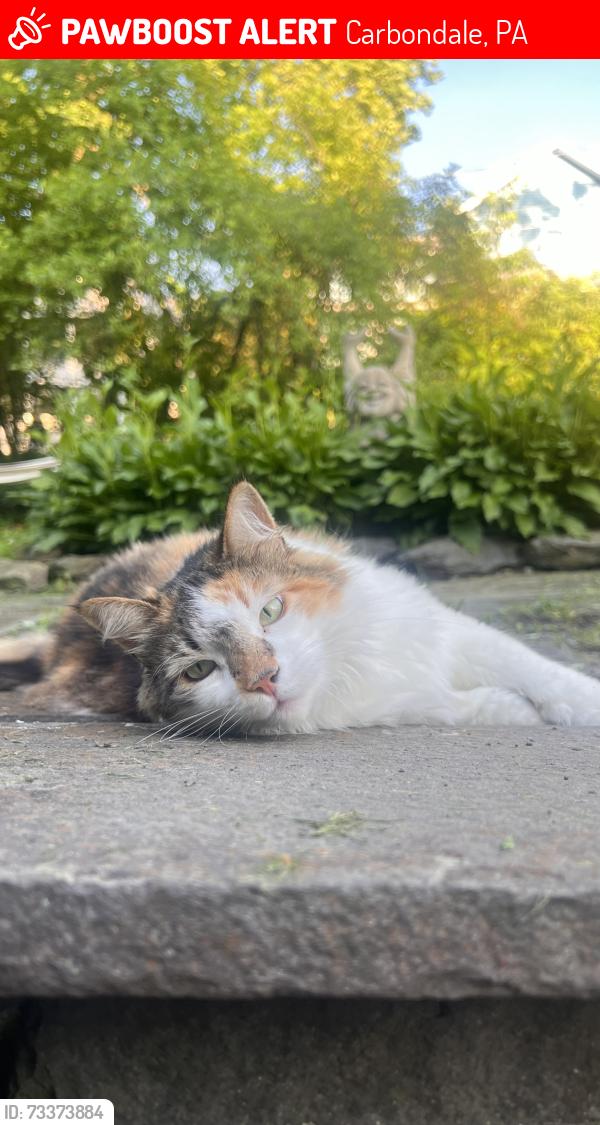 Lost Female Cat last seen Lincoln Ave and n church street, Carbondale, PA 18407