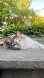 Lost Female Cat last seen Lincoln Ave and n church street, Carbondale, PA 18407