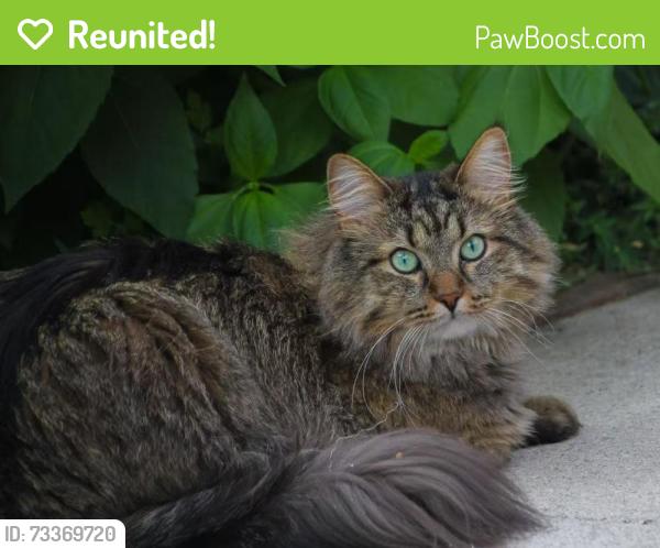 Reunited Male Cat last seen Grand Cornel, Markham, ON L6B 0B3
