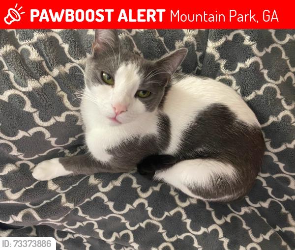 Lost Male Cat last seen Five Forks Trickum Rd. near Brewster's, Mountain Park, GA 30047