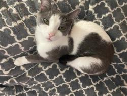 Lost Male Cat last seen Five Forks Trickum Rd. near Brewster's, Mountain Park, GA 30047