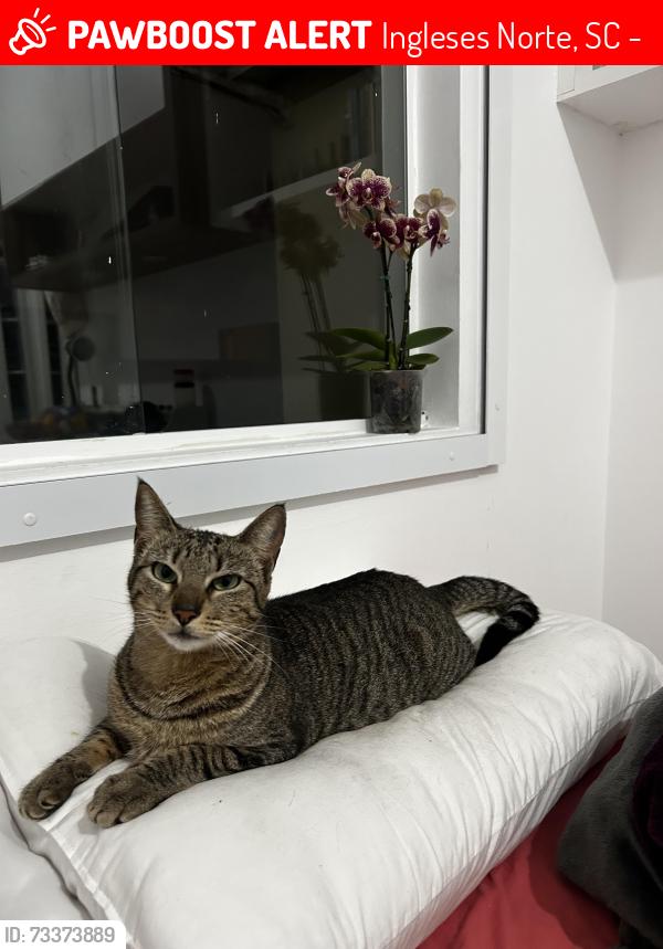 Lost Female Cat last seen SC-403 (Rodovia Armando Calil Bulos), em frente ao Água Show Park, ao lado da SCI Imóveis, próximo ao bairro Vargem do Bom Jesus, em Florianópolis. Ela fugiu em direção ao morro após um acidente de moto e pode estar escondida na vegetação da região, Ingleses Norte, SC 88056-618