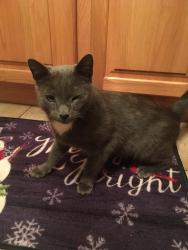 Reunited Male Cat last seen Peters Road, Cranberry Township, PA 16066