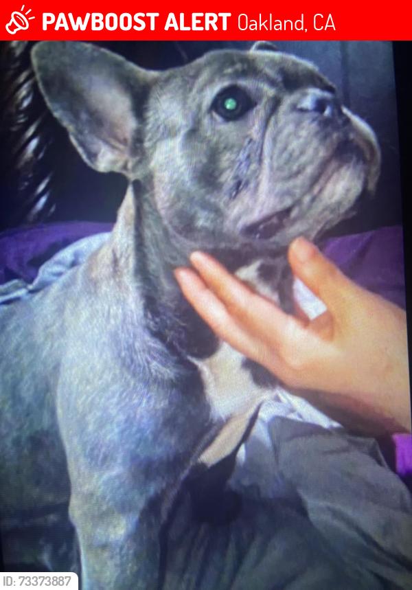 Lost Male Dog last seen 86th and Bancroft Avenues, Oakland ca, Oakland, CA 94605