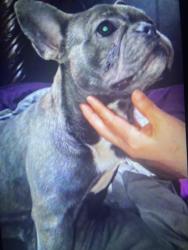 Lost Male Dog last seen 86th and Bancroft Avenues, Oakland ca, Oakland, CA 94605