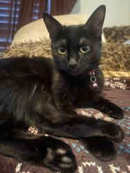 Reunited Female Cat last seen Manette, Bremerton, WA 98310