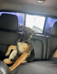 Lost Female Dog last seen N Masters Dr/Glenn Vista Dr, Dallas, TX 75217