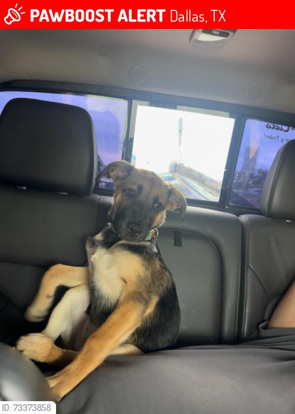 Lost Female Dog last seen N Masters Dr/Glenn Vista Dr, Dallas, TX 75217