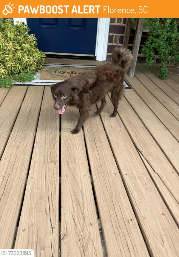 Found/Stray Male Dog last seen Pine St, Florence, SC 29501