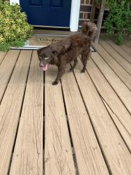 Found/Stray Male Dog last seen Pine St, Florence, SC 29501