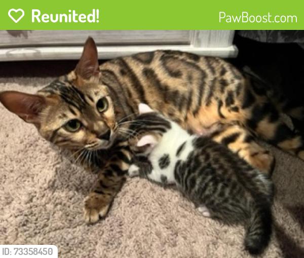 Reunited Female Cat last seen Toscana 52, Feasterville-Trevose, PA 19053