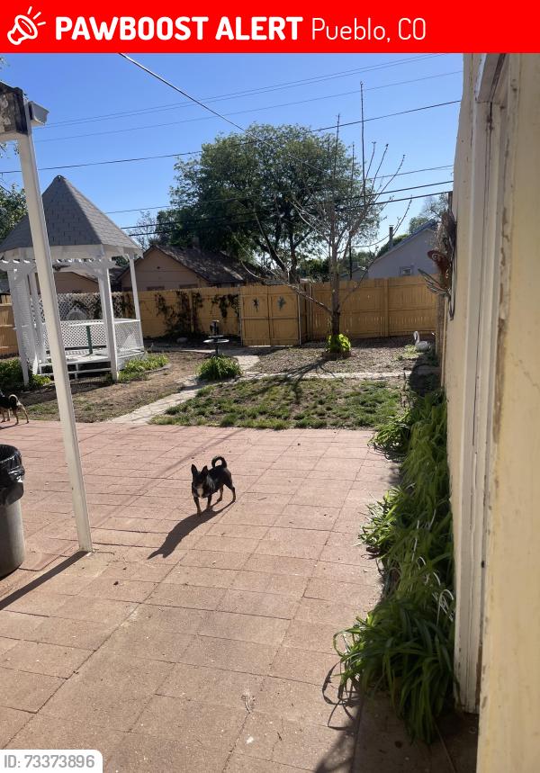 Lost Male Dog last seen Acero and Baystate, Pueblo, CO 81004