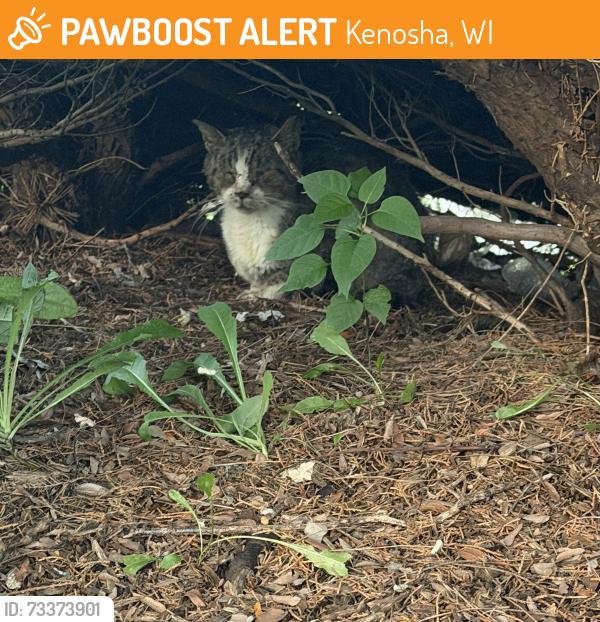 Found/Stray Unknown Cat last seen Pick n save on 75th, Kenosha, WI 53142