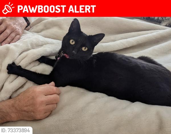 Lost Female Cat last seen Portsmouth ferry terminal long stay car park, Portsmouth, England 