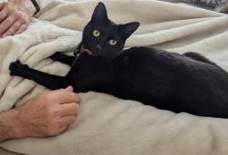 Lost Female Cat last seen Portsmouth ferry terminal long stay car park, Portsmouth, England 