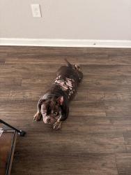 Lost Male Dog last seen Hollywood rd nw, burtz st, Atlanta, GA 30318