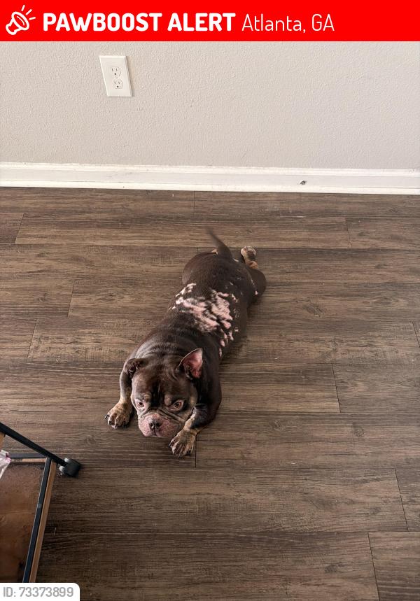 Lost Male Dog last seen Hollywood rd nw, burtz st, Atlanta, GA 30318