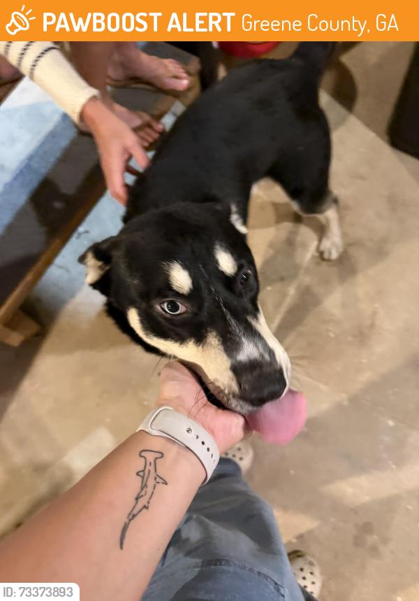 Found/Stray Male Dog last seen Lick skillet Rd and SR 15, Greene County, GA 30642