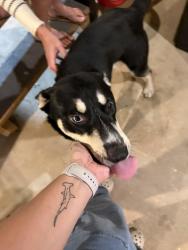 Found/Stray Male Dog last seen Lick skillet Rd and SR 15, Greene County, GA 30642