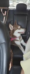 Reunited Female Dog last seen Metropolitan ave Kew Gardens, Queens, NY 11415