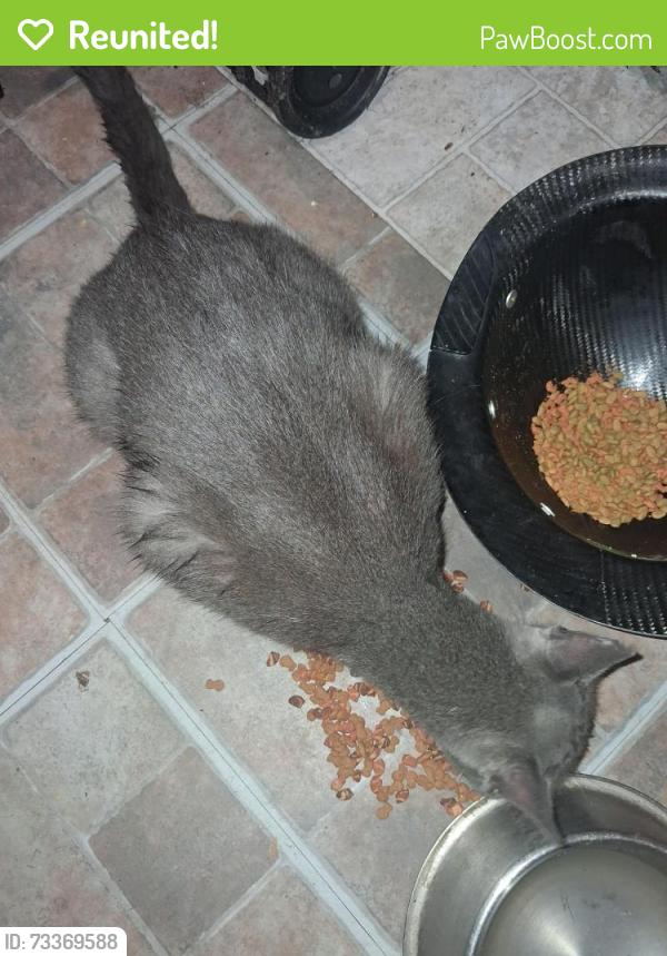 Reunited Male Cat last seen Near carolina beach road, Wilmington, NC 28412