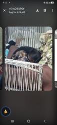 Lost Female Dog last seen Broadway and Gilbert, Wichita, KS 67211