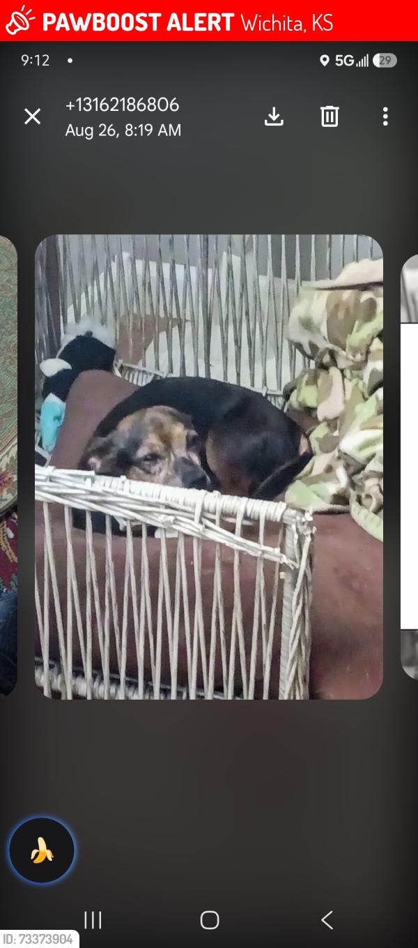 Lost Female Dog last seen Broadway and Gilbert, Wichita, KS 67211