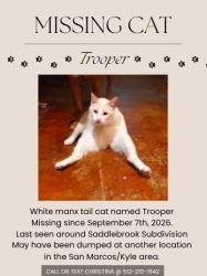 Lost Male Cat last seen Palermo Drive Saddlebrook subdivision, San Marcos, TX 78666