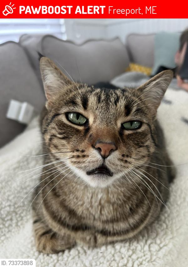 Lost Male Cat last seen Near Curtis road / Florida Lake, Freeport, ME 04032
