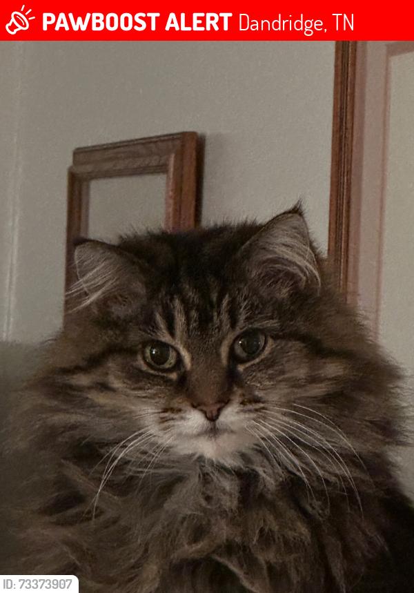 Lost Female Cat last seen Economy circle, Dandridge, TN 37725