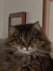 Lost Female Cat last seen Economy circle, Dandridge, TN 37725