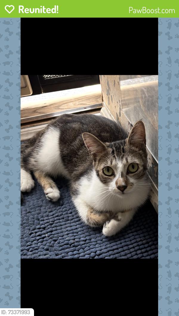 Reunited Female Cat last seen Audrey Place and Silver Ridge, Silverlake, Los Angeles, CA 90039