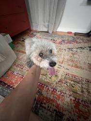 Reunited Male Dog last seen West Blue Ridge and flt Rock Middle School, Flat Rock, NC 28731