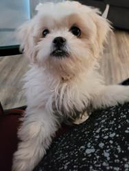 Lost Female Dog last seen LA Madre and Decatur, North Las Vegas, NV 89031