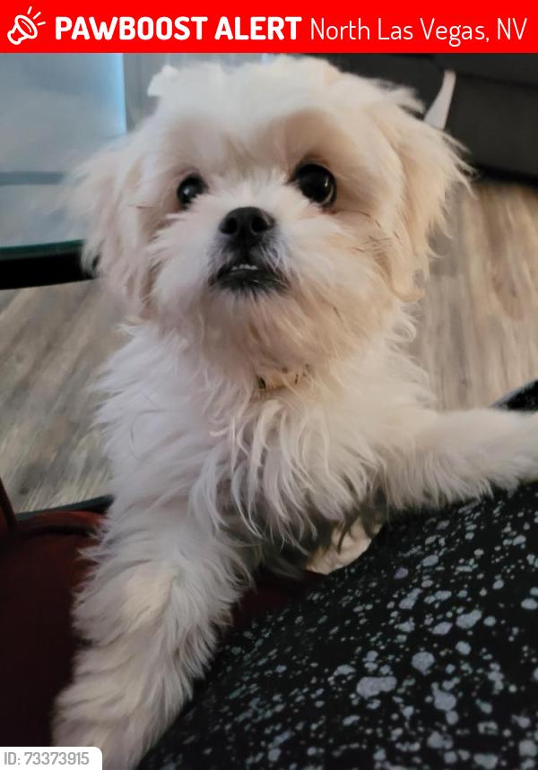 Lost Female Dog last seen LA Madre and Decatur, North Las Vegas, NV 89031