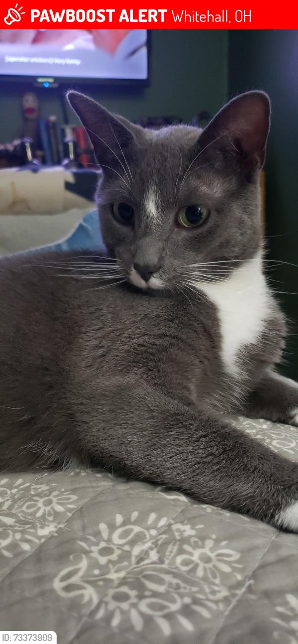 Lost Male Cat last seen Beechwood Road between Broad St and Doney, Whitehall, OH 43213